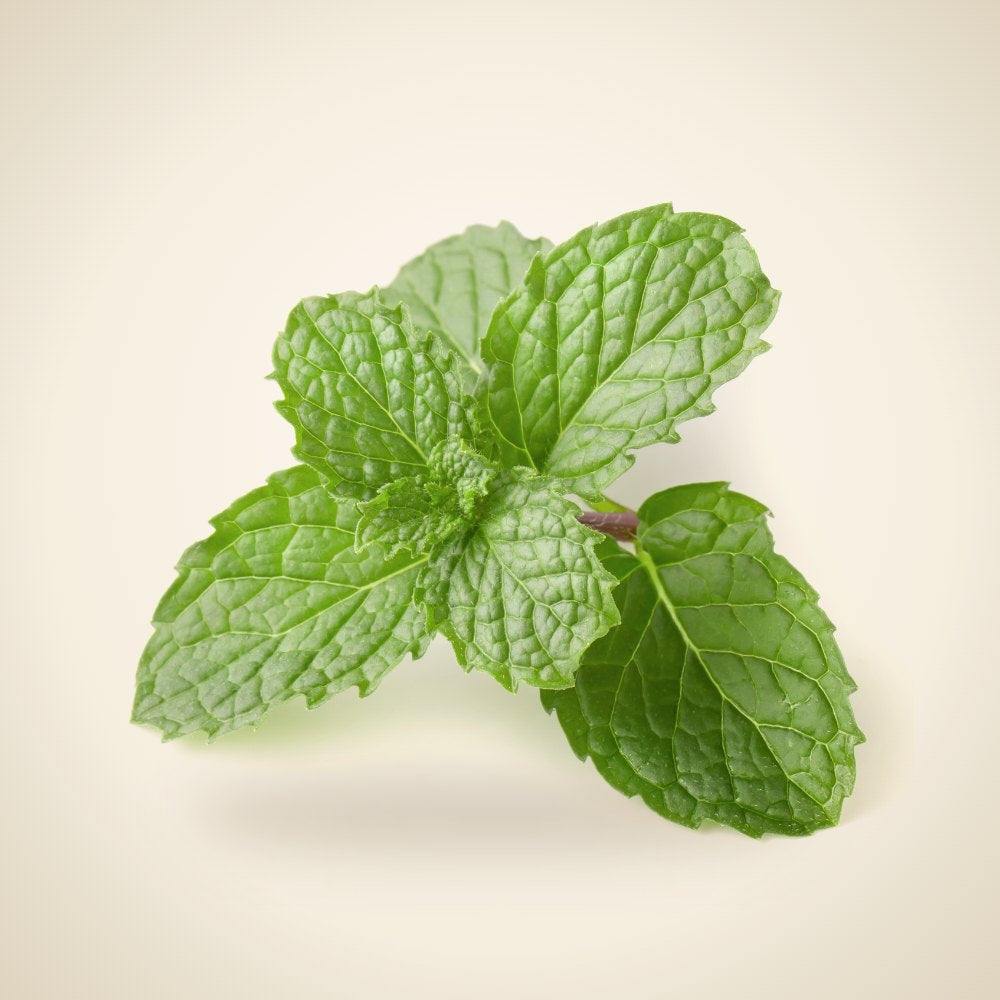 Mint